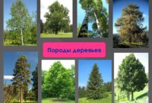 Photo of Фруктовые деревья для огорода