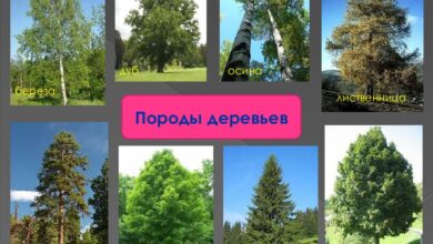 Photo of Фруктовые деревья для огорода