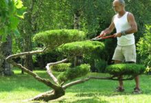 Photo of Лестница для обрезки деревьев